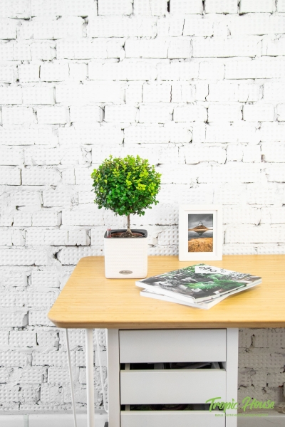 Мирсина CUBE COLOR 14