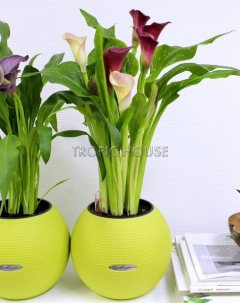 Калла подарочная в PURO 20