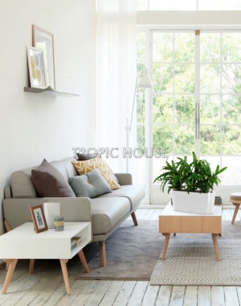 Калатея Руфибарба в DELTA 20