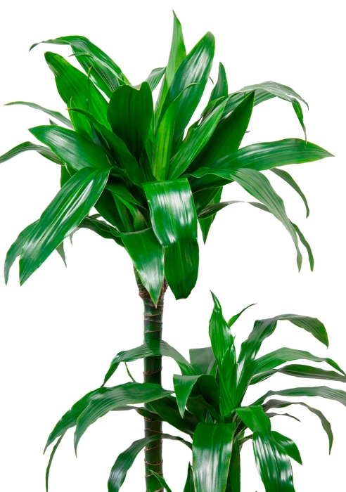Драцена Джанет Крейг 3 ствола 26/110 см в CLASSICO COLOR 28