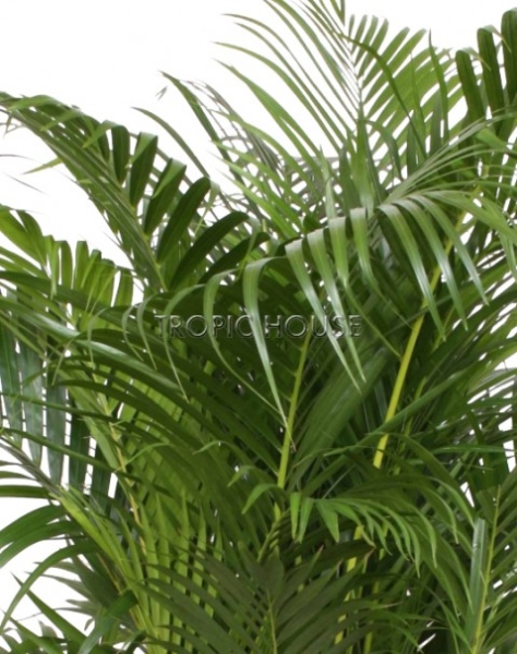 Пальма Арека Хризалидокарпус