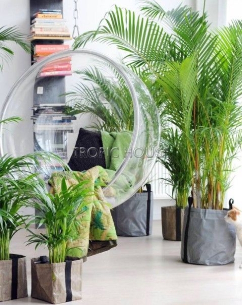 Хризалидокарпус Арека 19/120 см Хризалидокарпус Арека 19/120 см