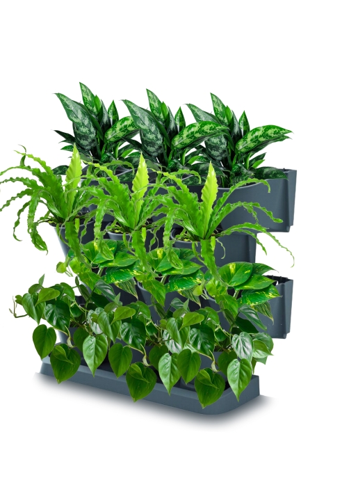 Набор растений "Зеленая стена 3"