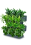 Набор растений "Зеленая стена 3"