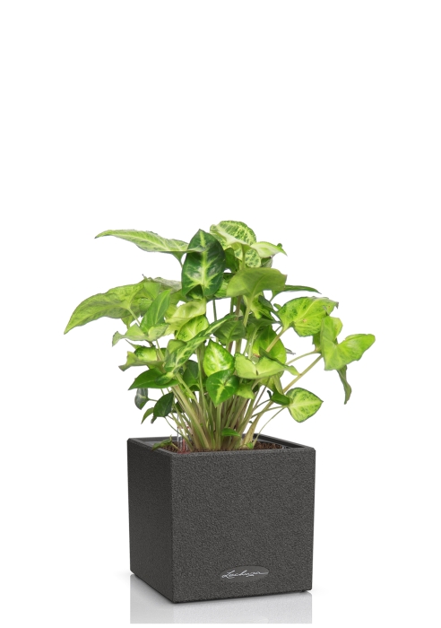 Сингониум в CANTO STONE 14, графитовый черный