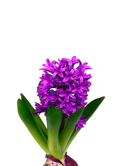 Гиацинт микс в CUBE GLOSSY 14