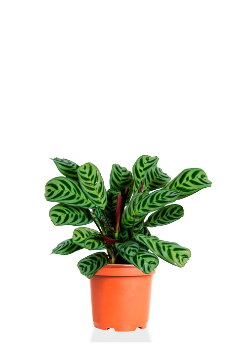 Ктенанта Бурле 12/25 см