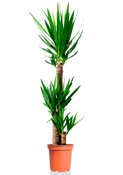 Юкка 3 ствола 23/120 см