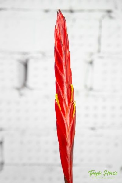 Вриезия тигровая в PURO 20 Вриезия тигровая в PURO 20