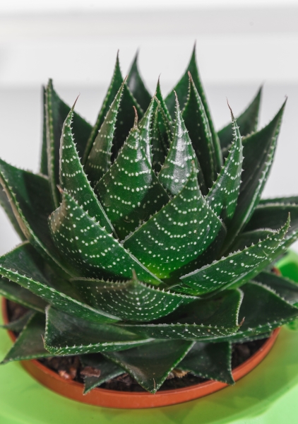 Алоэ Космо в OJO 25 см