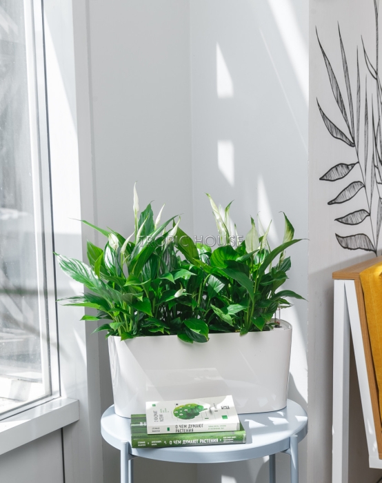 Спатифиллум в DELTA 20