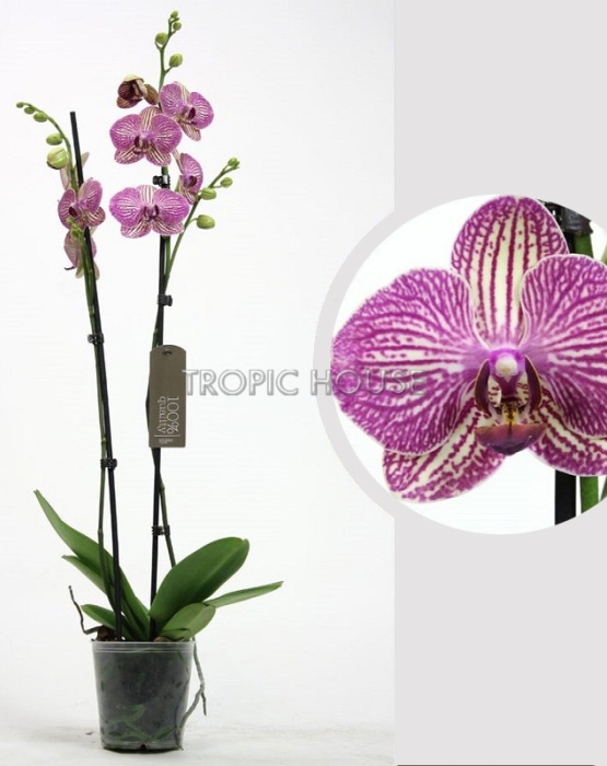 Орхидея Фаленопсис розовая пятнистая 12/60 см