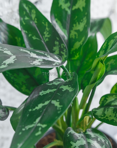 Аглаонема Мария 12/30 см в LAMELA MAGNOLIA fi 135