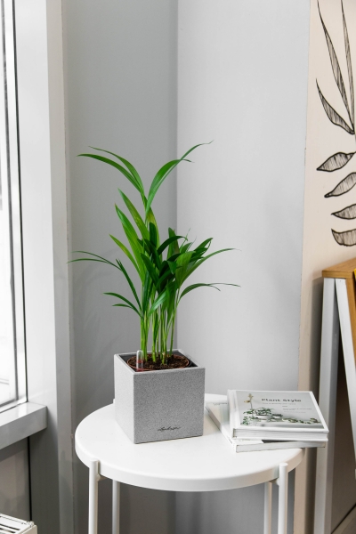 Хризалидокарпус в CANTO STONE 14 Хризалидокарпус в CANTO STONE 14