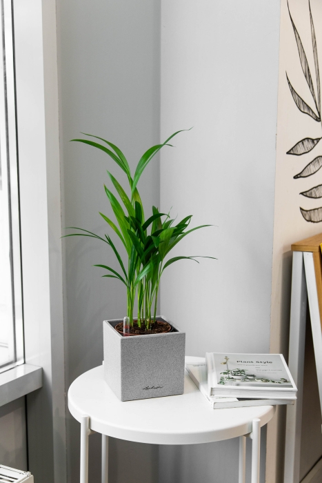 Хризалидокарпус в CANTO STONE 14