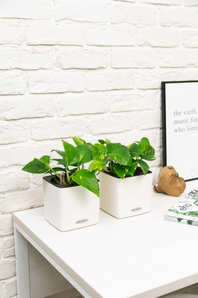 Набор сциндапсусов Ауреум в CUBE COLOR 14