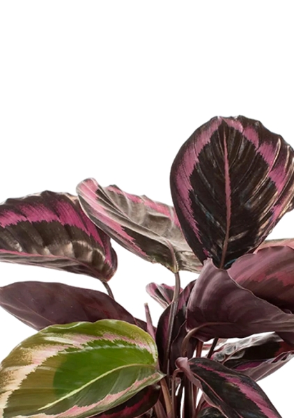 Калатея Розеопикта 15/40 см в CUBICO 22 Калатея Розеопикта 15/40 см в CUBICO 22