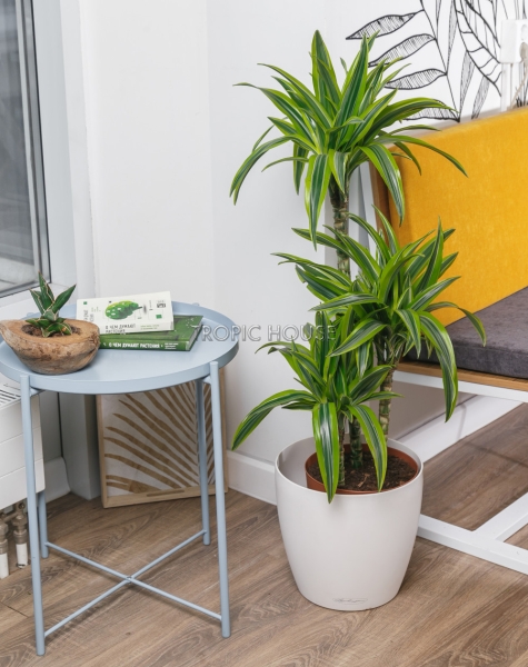 Драцена Лемон Лайм в CLASSICO 28