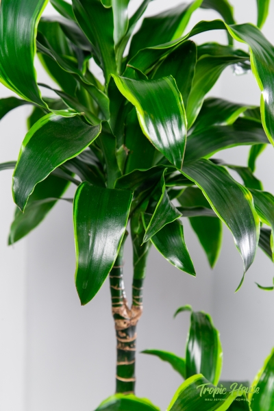 Драцена Дорадо 2 ствола 19/80 см Драцена Дорадо 2 ствола 19/80 см