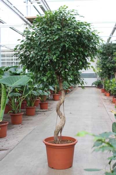 Фикус Экзотика спираль 60/300 см Фикус Экзотика спираль 60/300 см