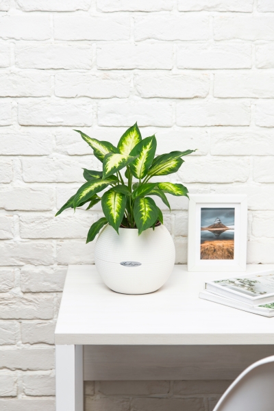 Диффенбахия Камилла 12/40 см