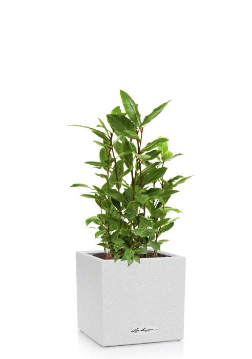 Лавр в CANTO STONE 14, песочный белый