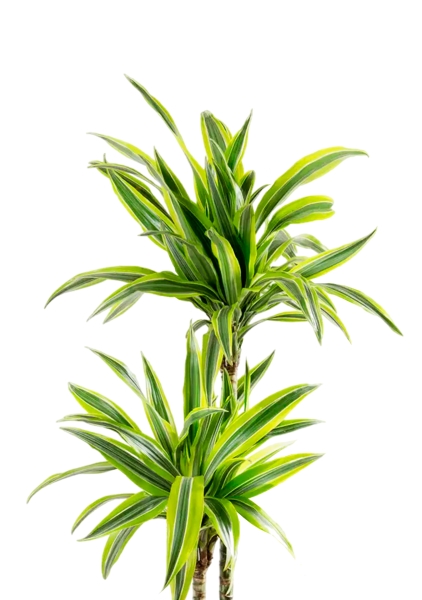 Драцена Лемон Лайм 2 ствола 19/90 см в CUBE 30