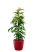 Фикус Биннендийка Амстел Кинг 21/90 см в CLASSICO LS 28
