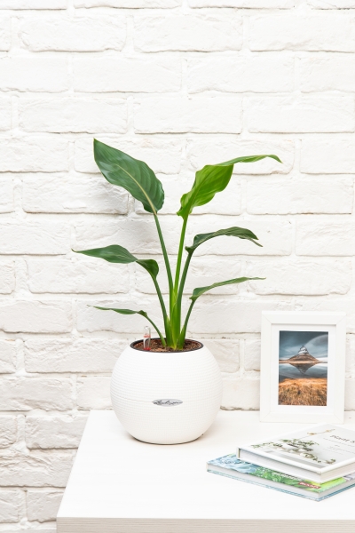 Стрелиция Регина в PURO 20