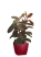 Фикус Эластика Белиз 3 ствола 27/100 см QUADRO LS 35