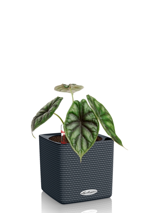 Алоказия Драгон Скейл 12/25 см в CUBE COLOR 14, серый