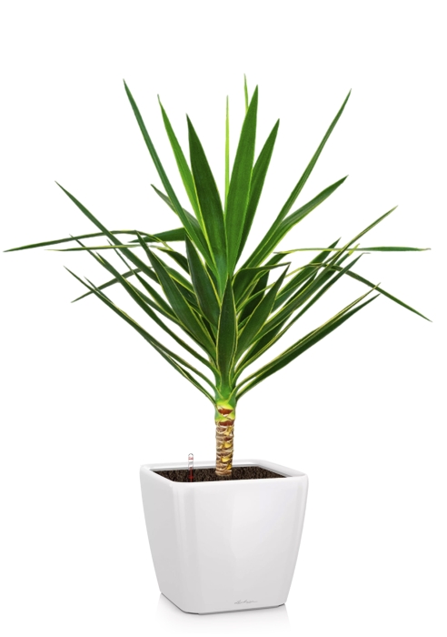 Юкка Пак в QUADRO LS 35, белый блестящий