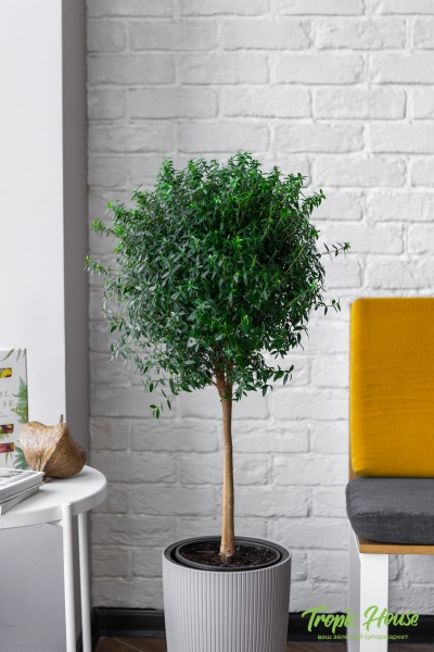 Мирт в CILINDRO 32 Мирт в CILINDRO 32