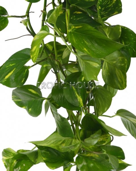 Сциндапсус Ауреум подвесной 15/40 см