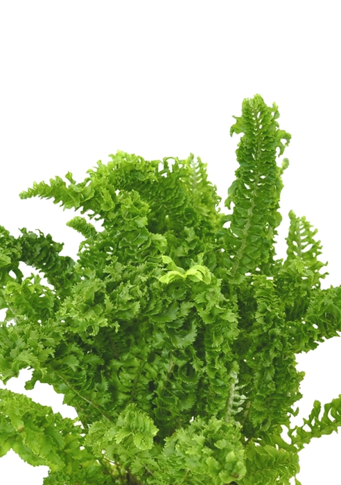 Папоротник Нефролепис Возвышенный в CANTO STONE 14