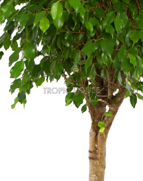 Фикус Бенджамина в CLASSICO LS 50 Фикус Бенджамина в CLASSICO LS 50