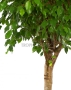Фикус Бенджамина в CLASSICO LS 50