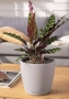 Кашпо LECHUZA CLASSICO Color LS 21х20 см