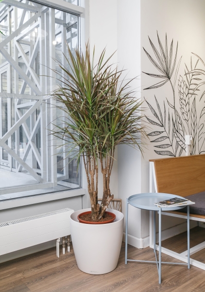 Драцена Маргината бранч 32/150  см