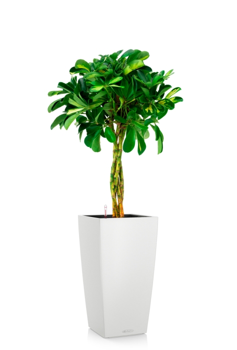 Шеффлера Голд Капелла 21/75 см в CUBICO COLOR 30, белый 