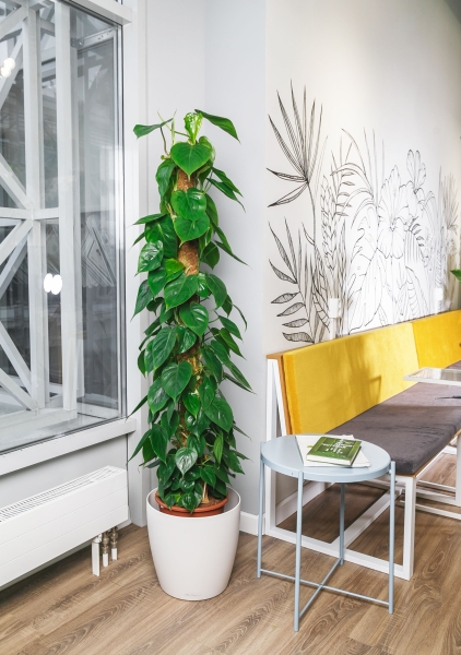 Филодендрон в CLASSICO 35