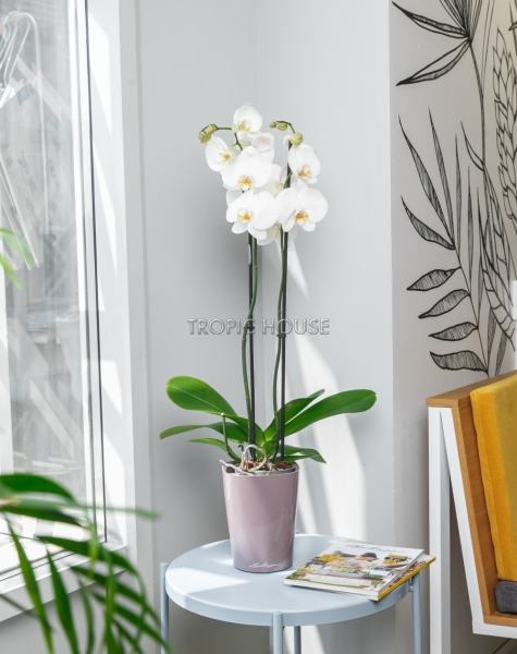 Орхидея Фаленопсис в DELTINI 14 Орхидея Фаленопсис в DELTINI 14