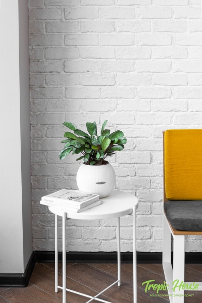 Ктенанта Амагрис в PURO 20