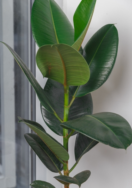 Фикус Эластика Робуста 19/70 см