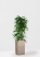 Фикус Али пирамида 24/120 см в CANTO STONE HIGH 30