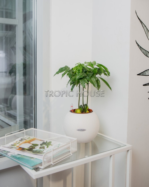 Каштаноспермум в PURO 20