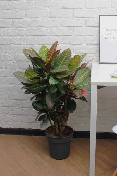 Кротон Миссис Айстон 17/65 см в QUADRO LS 21