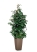 Фикус Бенджамина Даниэль 27/120 см в CUBICO COLOR 30
