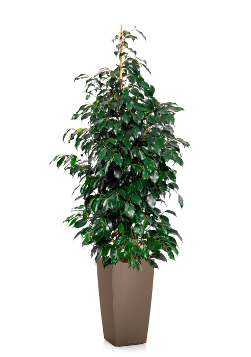 Фикус Бенджамина Даниэль 27/120 см в в CUBICO COLOR 30
