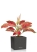 Аглаонема Корал Ред в CANTO STONE 14